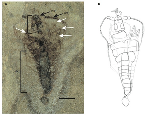 Illustration for article titled Amazing fossil discovery shows how insects got their wings